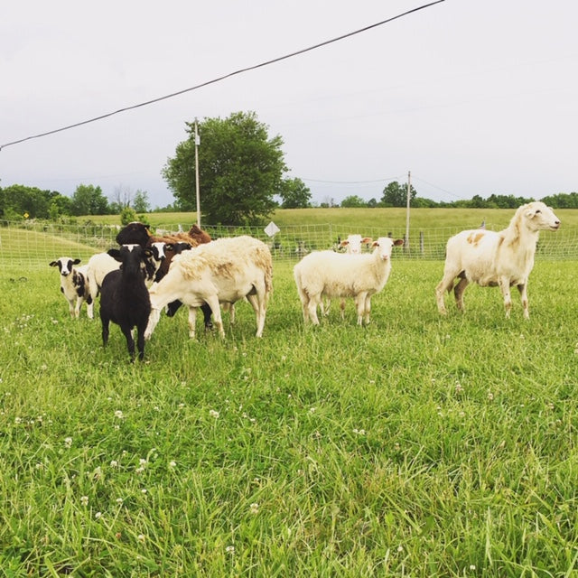 Faul Family Riverside Farm photo 3