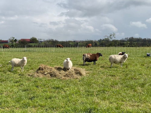 Whole/Half Grass-Fed Lamb Share