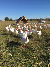 Load image into Gallery viewer, Pasture-Raised Whole Thanksgiving Turkey **Deposit Only**